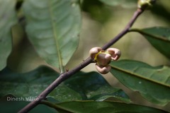 Goniothalamus cardiopetalus